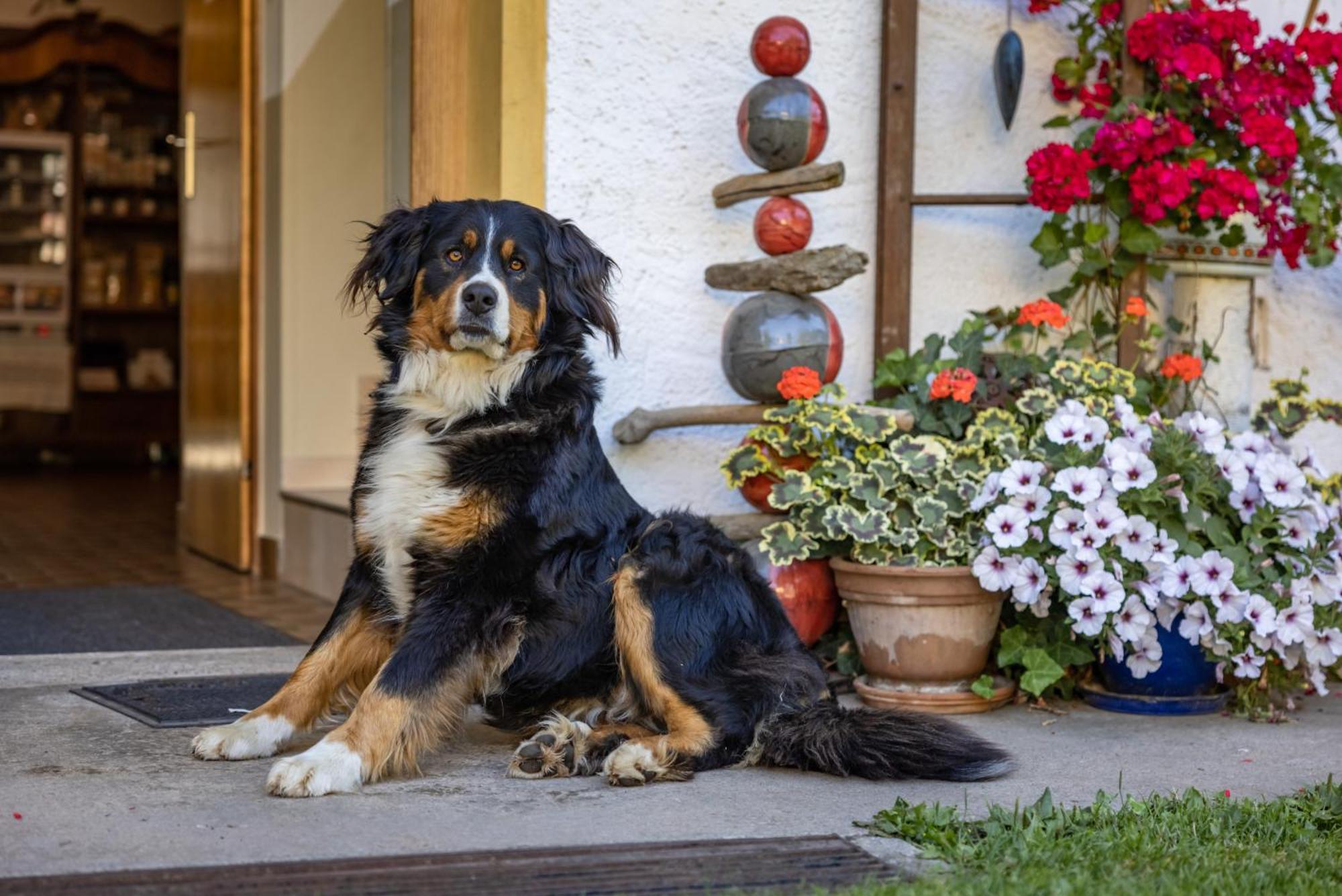 Bio-Bergbauernhof Weger Apartment เดลลัค ภายนอก รูปภาพ